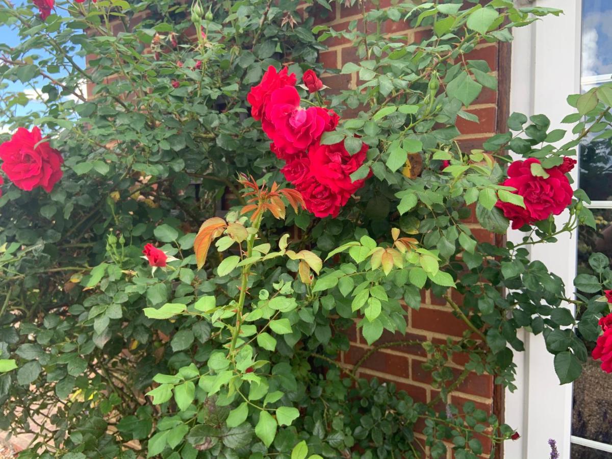 Rose Cottage Rye Kültér fotó